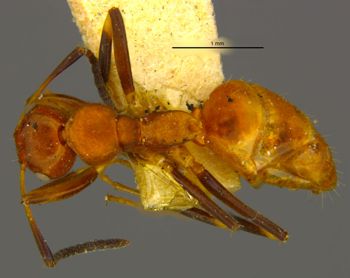 Media type: image;   Entomology 9184 Aspect: habitus dorsal view